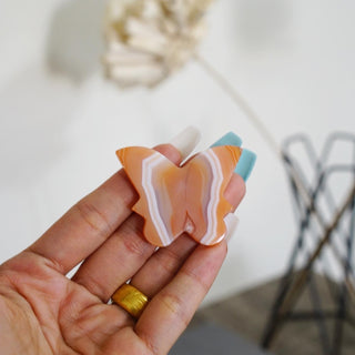 Carnelian Butterfly with beautiful Banding