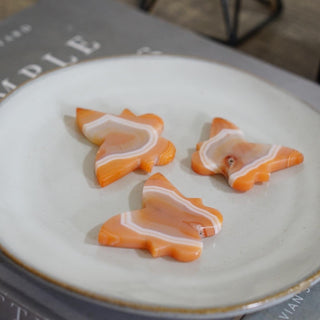 Carnelian Butterfly with beautiful Banding